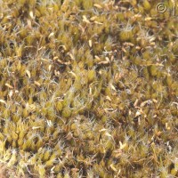 Heath Star-moss